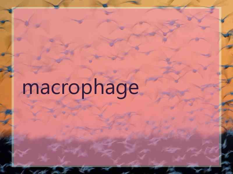 macrophage